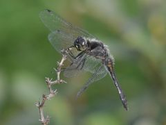 Sympetrum danae